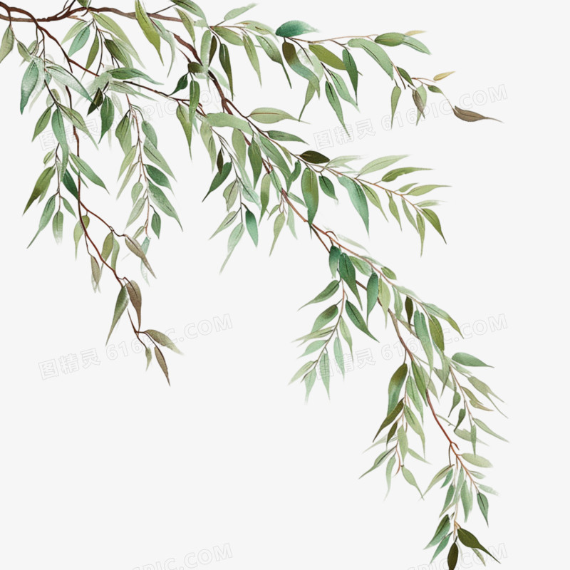 杨柳枝插画免抠元素