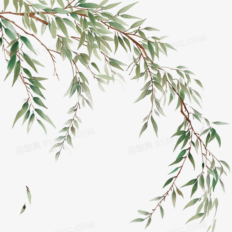 杨柳枝插画免抠元素