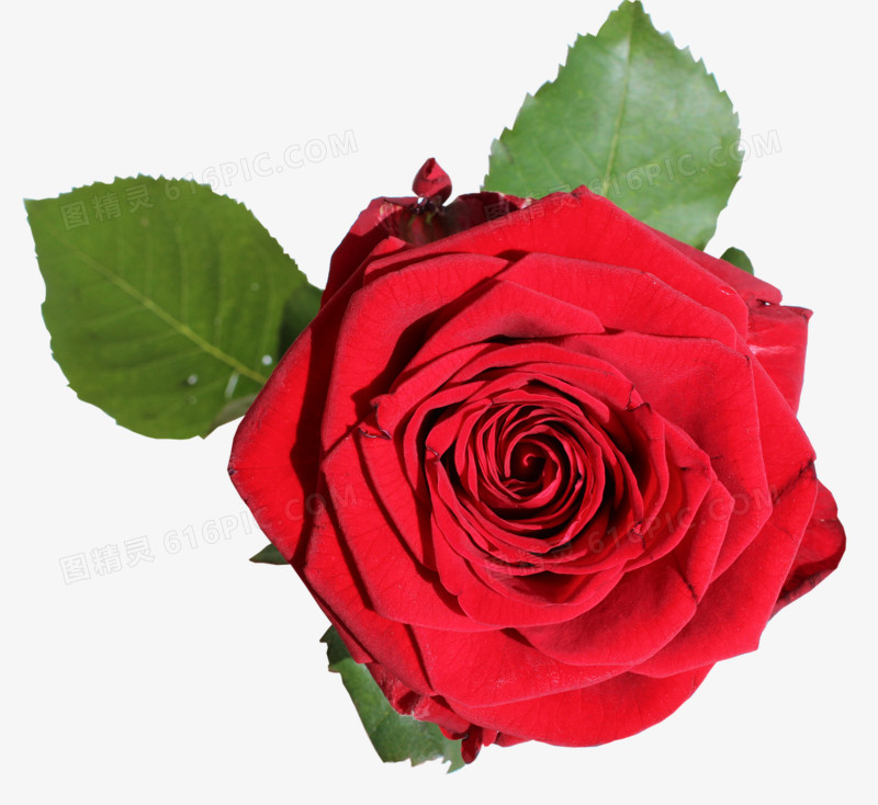 一朵妖艳的红玫瑰