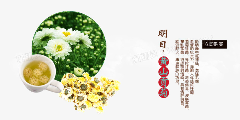 菊花茶图片免费下载_png素材_编号zq9i49dpe_图精灵