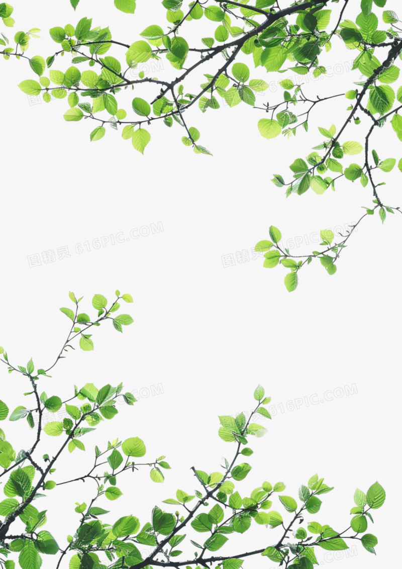初春嫩绿树枝对角构图免抠元素