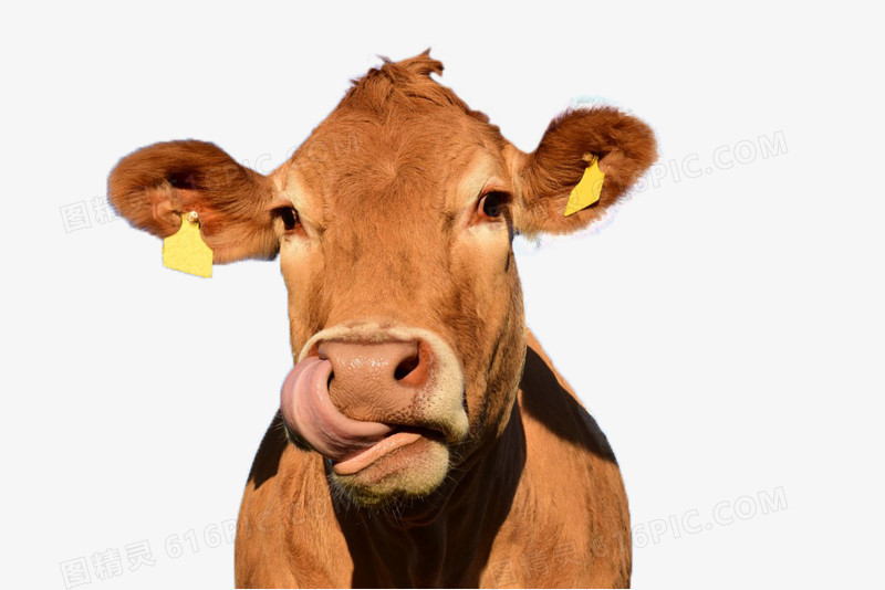 阳光明媚的牛头在舔鼻子