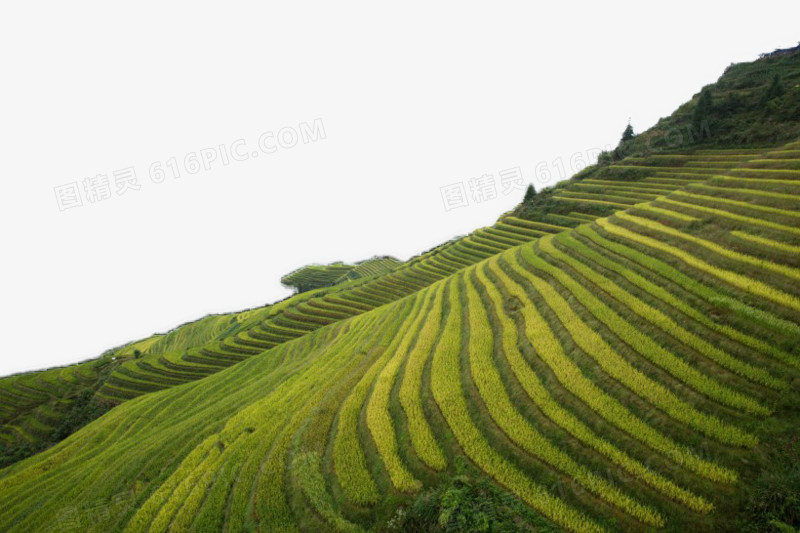 西龙脊梯田风景