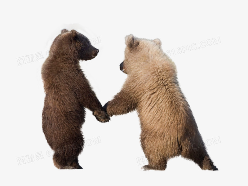 牵手的两只小熊