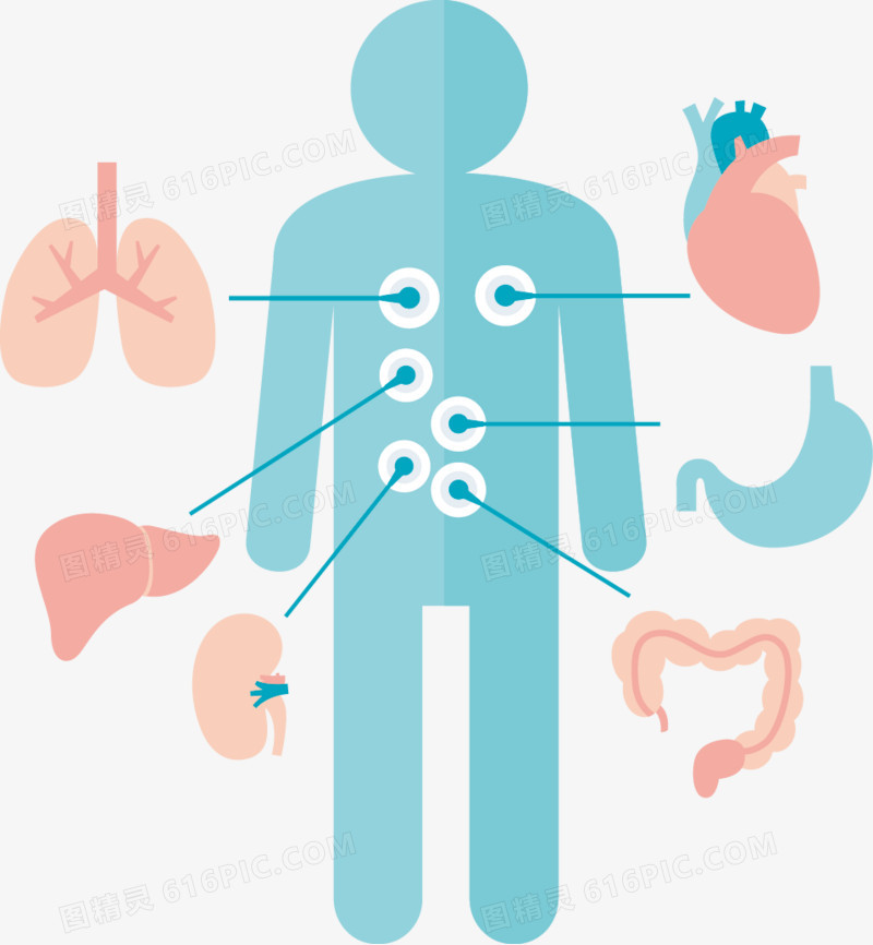 人体内脏分布图扁平图