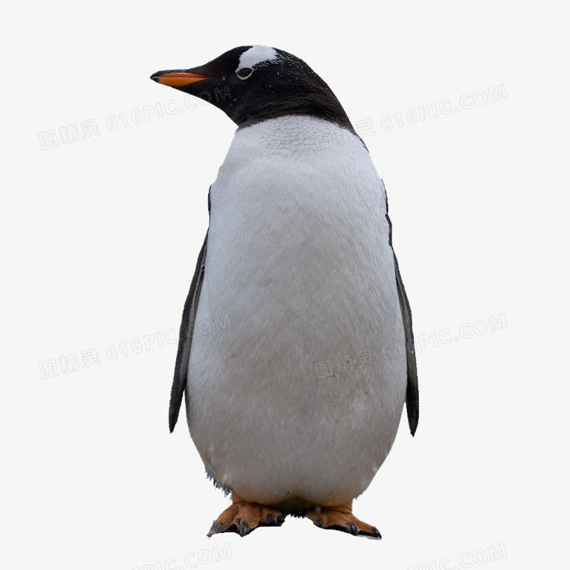 黑白企鹅