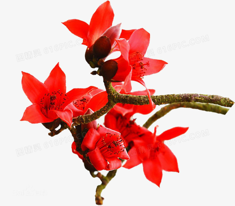 木棉花中国风景植物花朵红色怒放