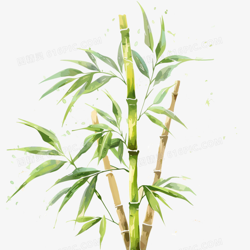 水彩竹子竹叶免抠元素