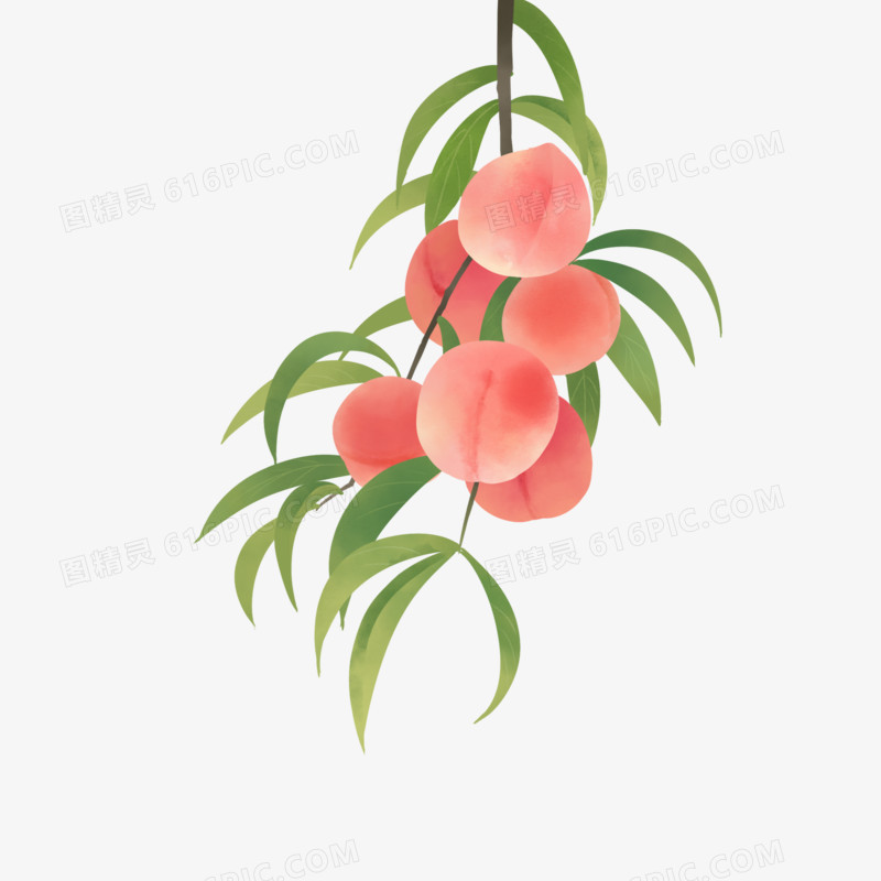 手绘树枝上的桃子插画免抠元素
