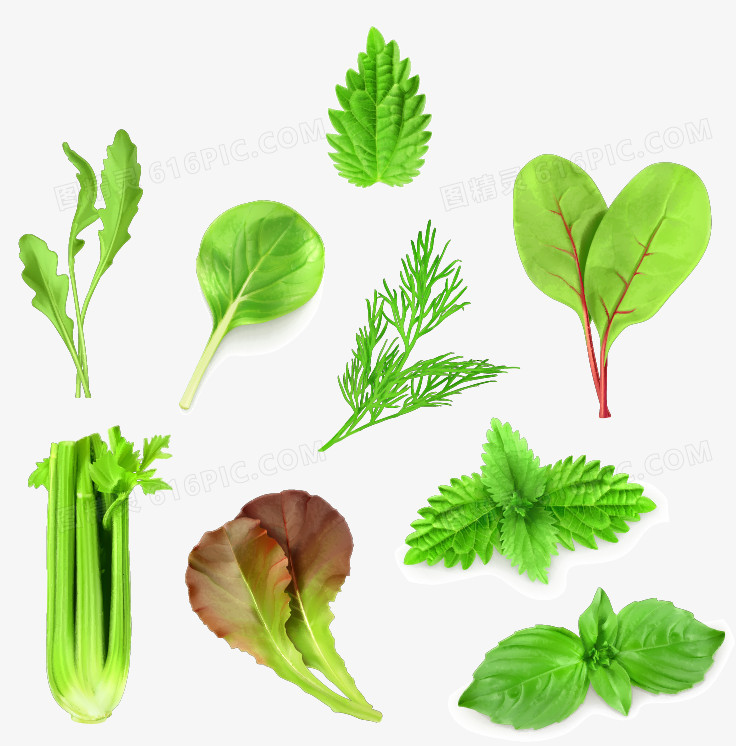 矢量手绘菜叶