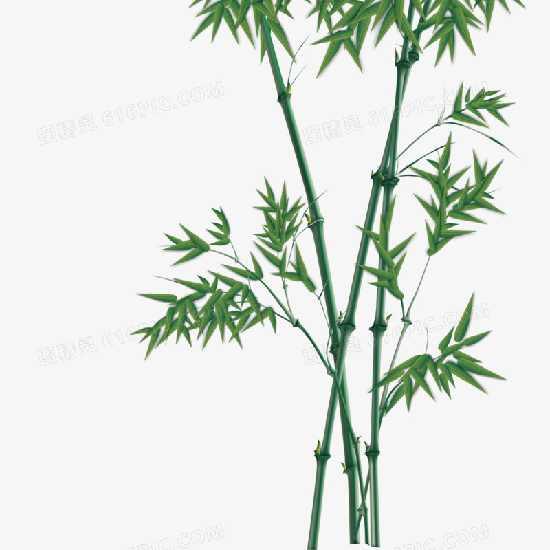 竹子绿色竹节节节高文竹图精灵为您提供竹子免费下载,本设计作品为