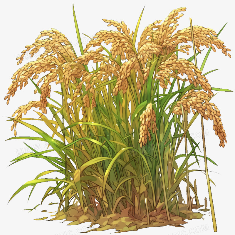 卡通风秋天的水稻免抠元素