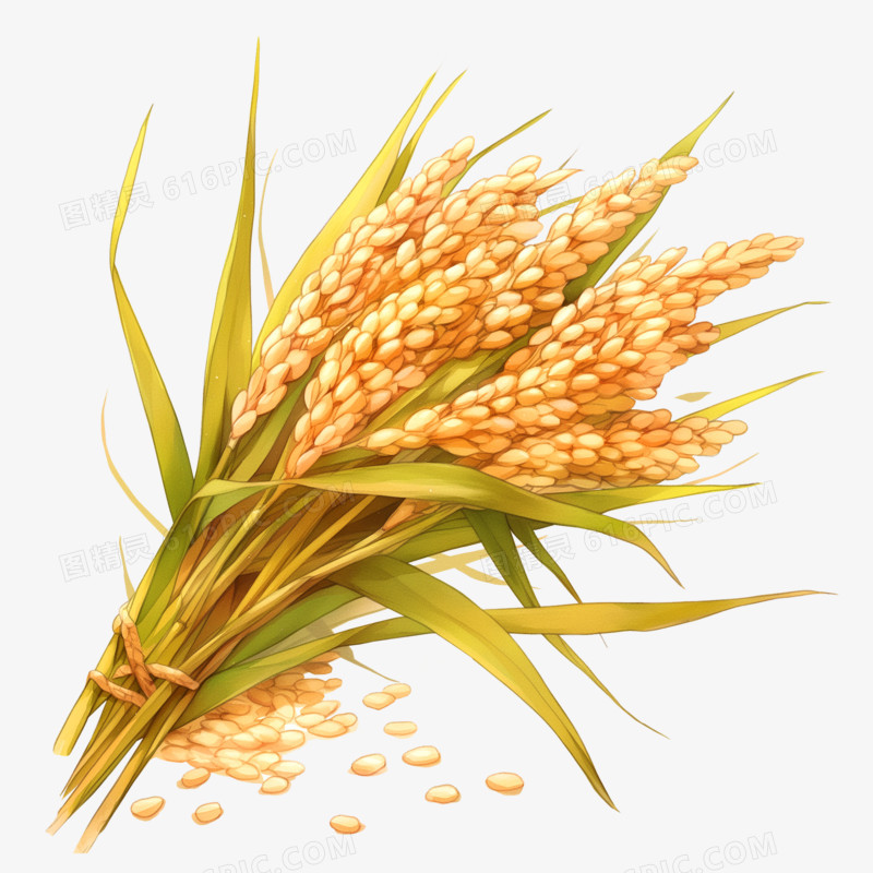 高清秋天成熟的稻谷素材