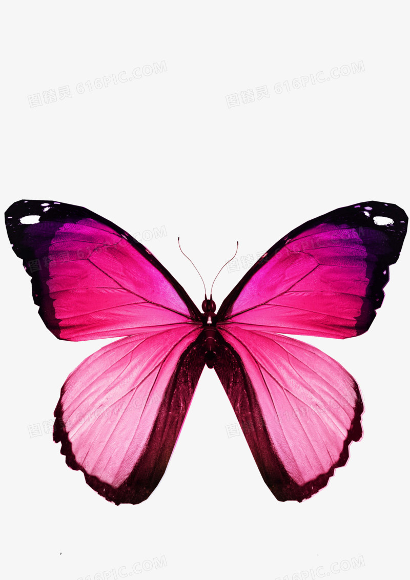 关键词:粉色蝴蝶标本图精灵为您提供蝴蝶免费下载,本设计作品为蝴蝶