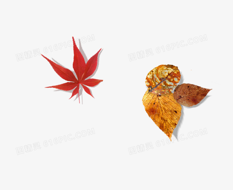 红色枫叶