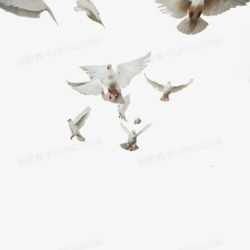 鸽子图片素材和平 一群和平鸽