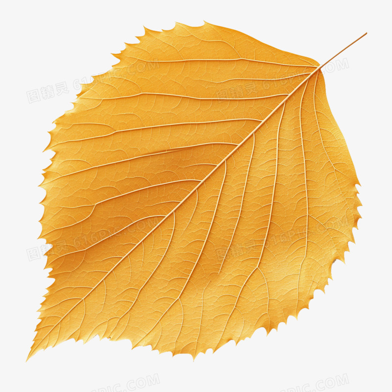 3D秋季一片黄色的树叶免抠元素