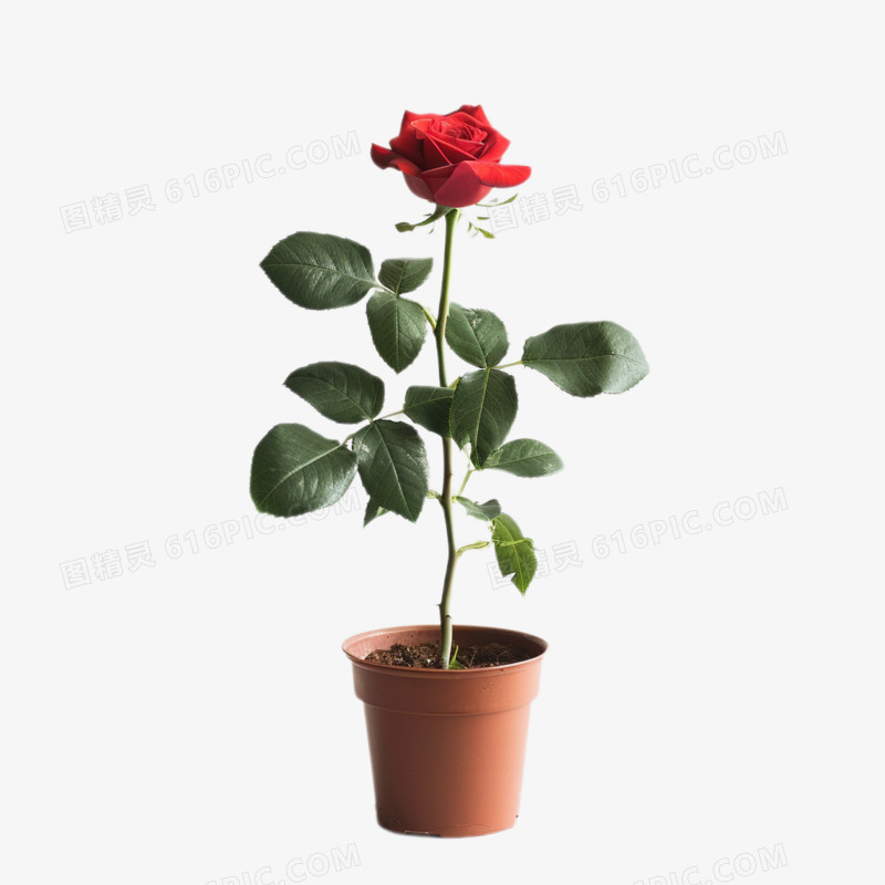 摄影实拍绿植一盆红色玫瑰免抠元素