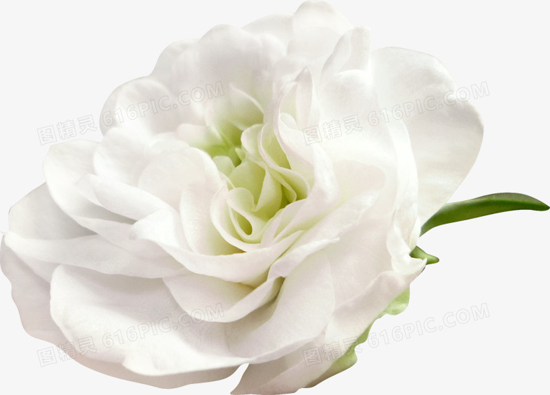 白色花朵 装饰  花艺