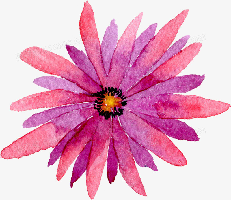 透明背景水彩花朵花卉植物素材