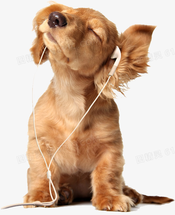 戴耳机的小狗