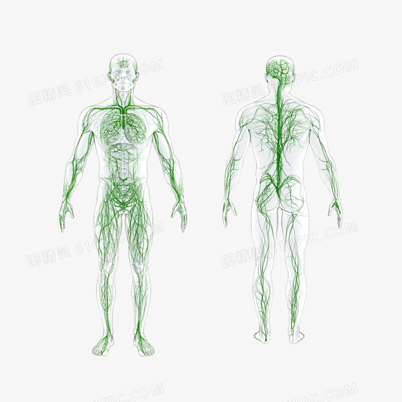 插画医疗人体骨架经络人体免抠元素