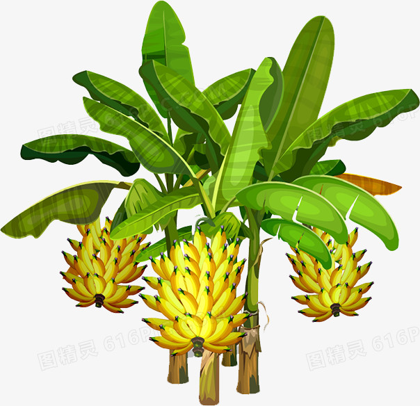 香蕉树.松树.仙人掌这3种植物的叶子同它们的生活环境