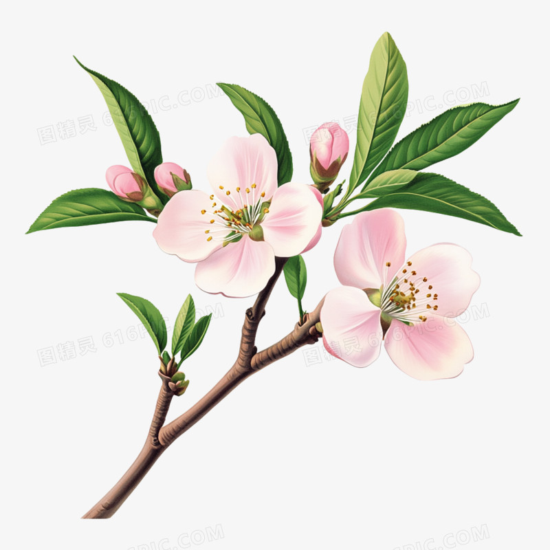 插画春天花朵樱花免抠元素