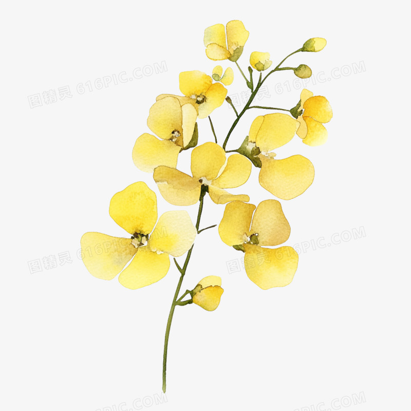 插画春天花朵油菜花免抠元素