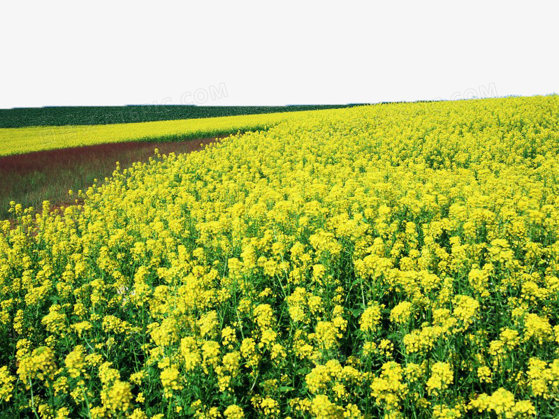 关键词:油菜花花海风景美景图精灵为您提供油菜花田图片免费下载,本