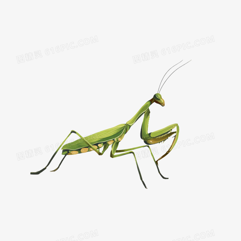 插画风夏季昆虫动物螳螂免抠元素