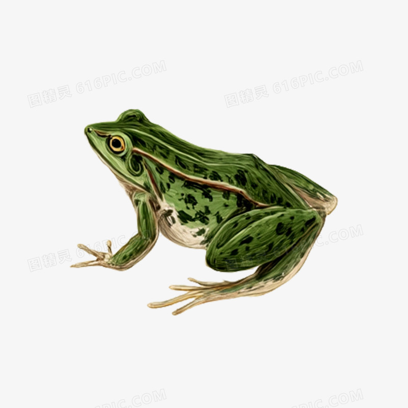 3D风夏季昆虫动物青蛙免抠元素