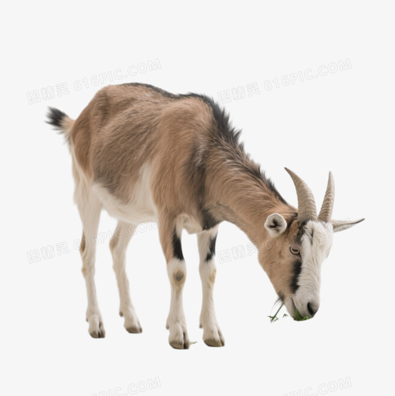 羊吃草的免抠元素