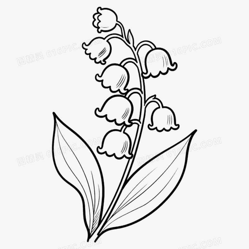 铃兰花手绘线稿免抠元素