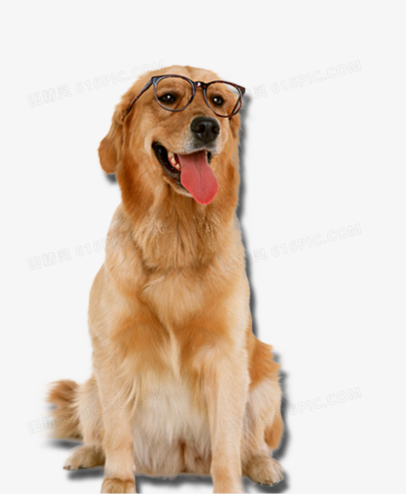 戴眼镜的金毛狗