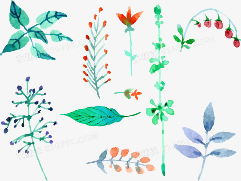 矢量手绘水彩植物