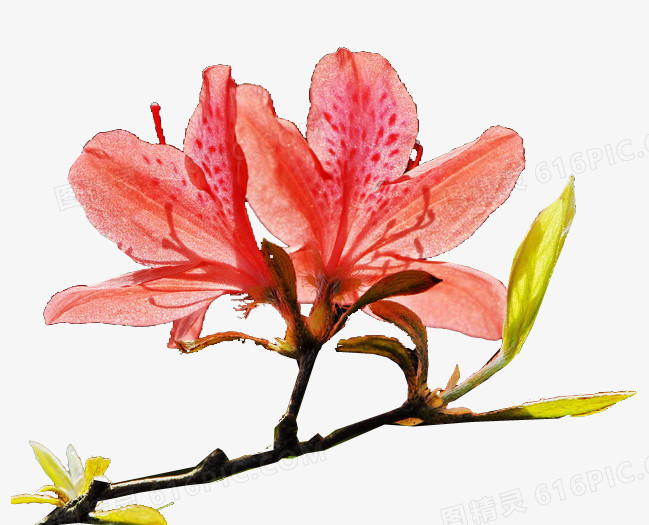 红色杜鹃花