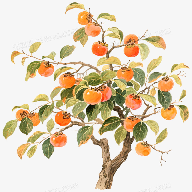 手绘插画柿子树松树免抠元素