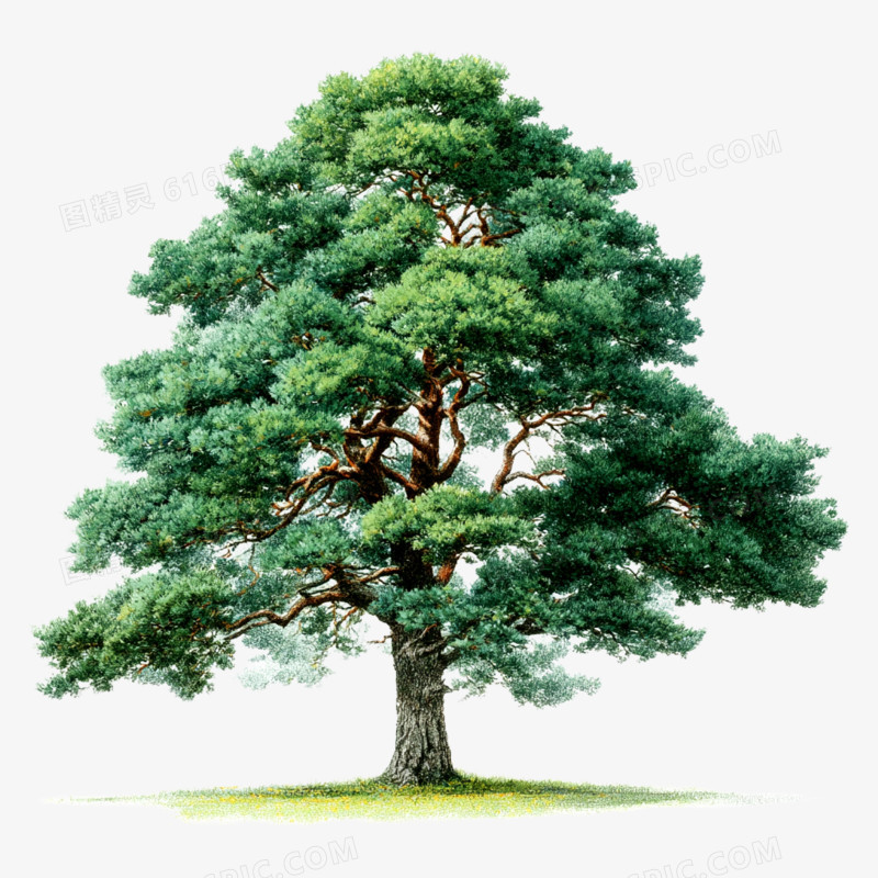 手绘卡通树大树免抠元素