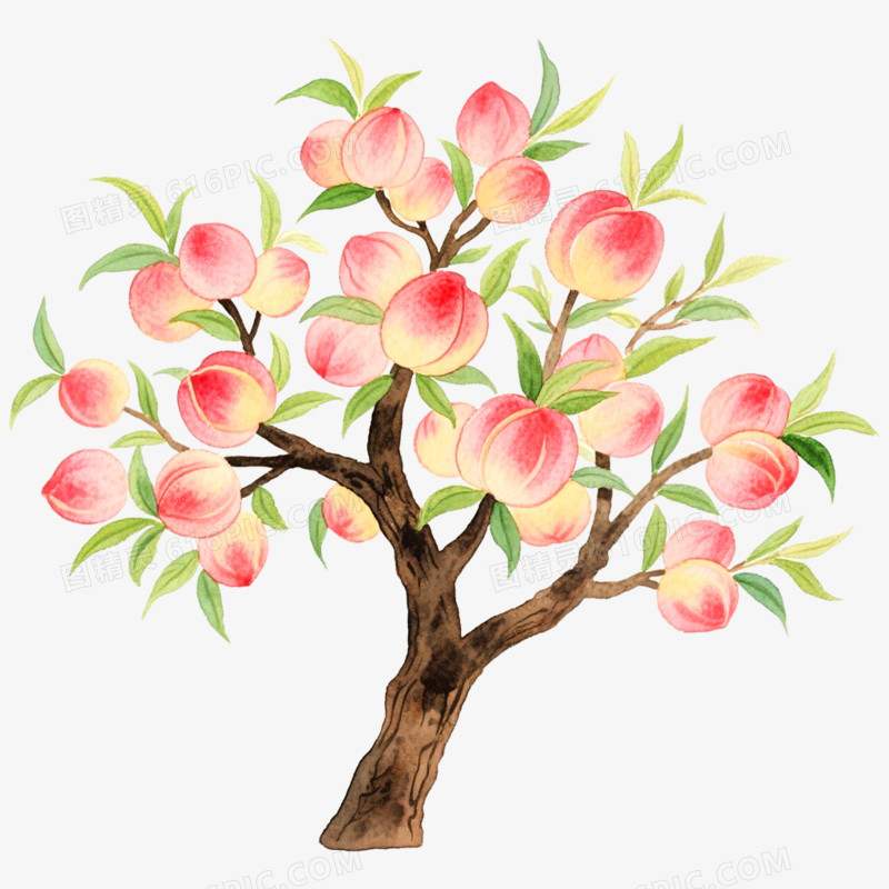 手绘插画果树桃树免抠元素