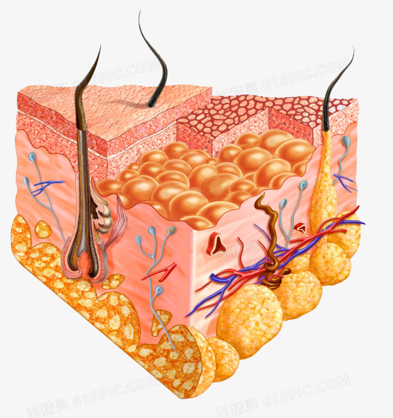 皮肤结构生物学图片