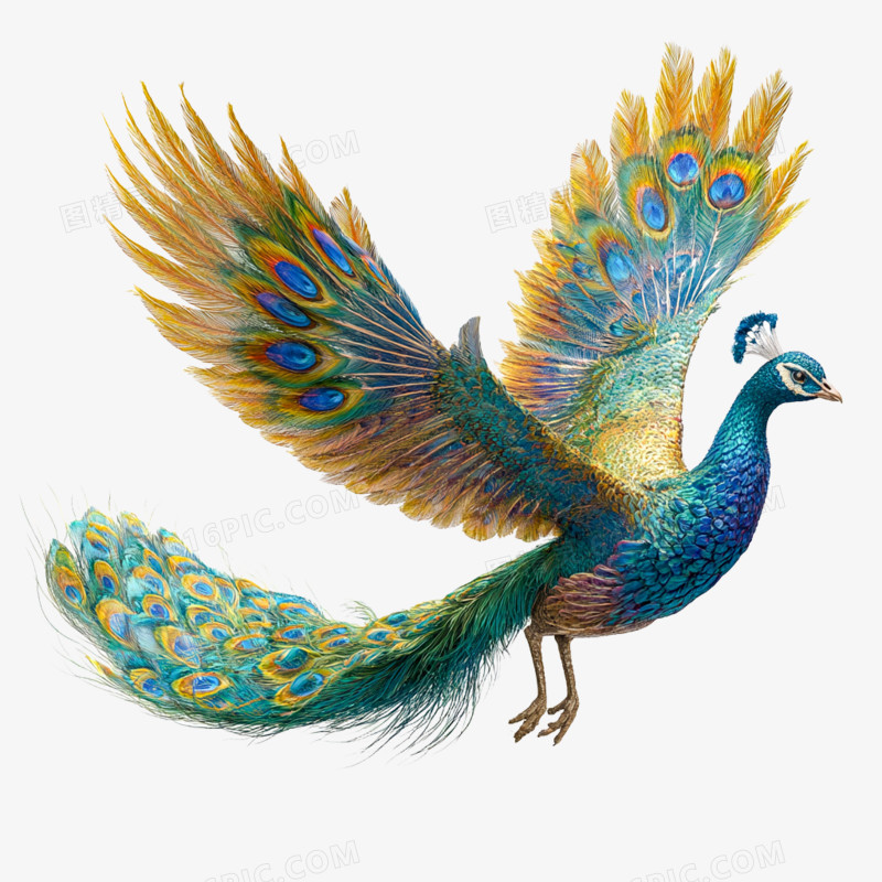 实拍高清摄影孔雀免抠元素