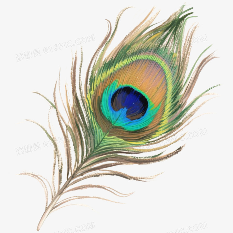 手绘精美插画动物孔雀免抠元素