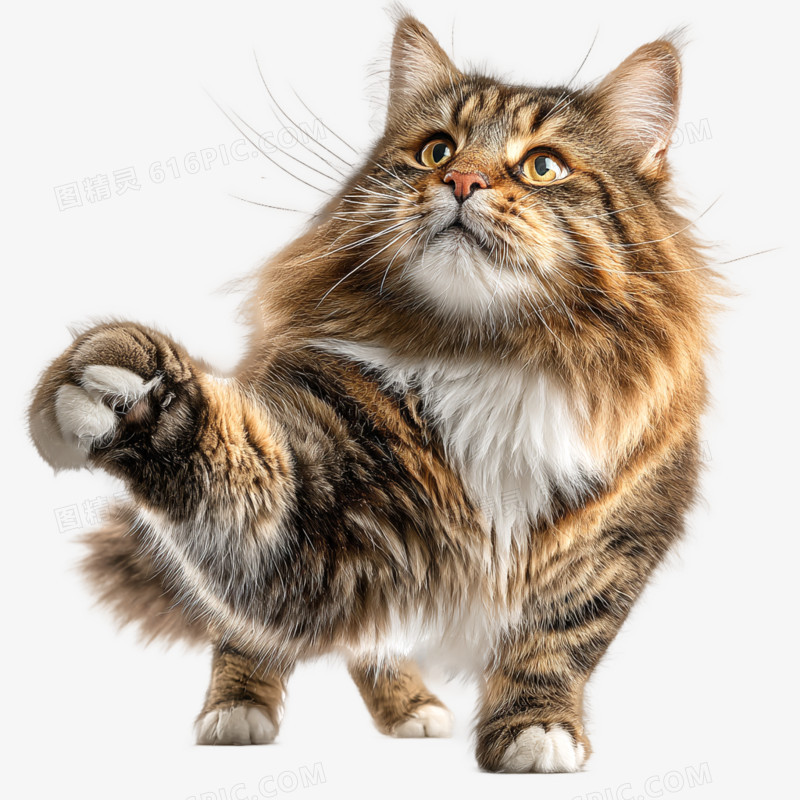 实拍高清摄影宠物猫免抠元素