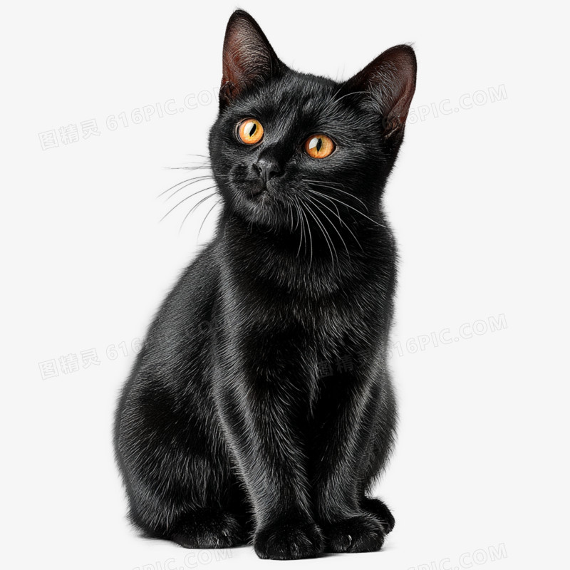 实拍高清摄影宠物猫免抠元素