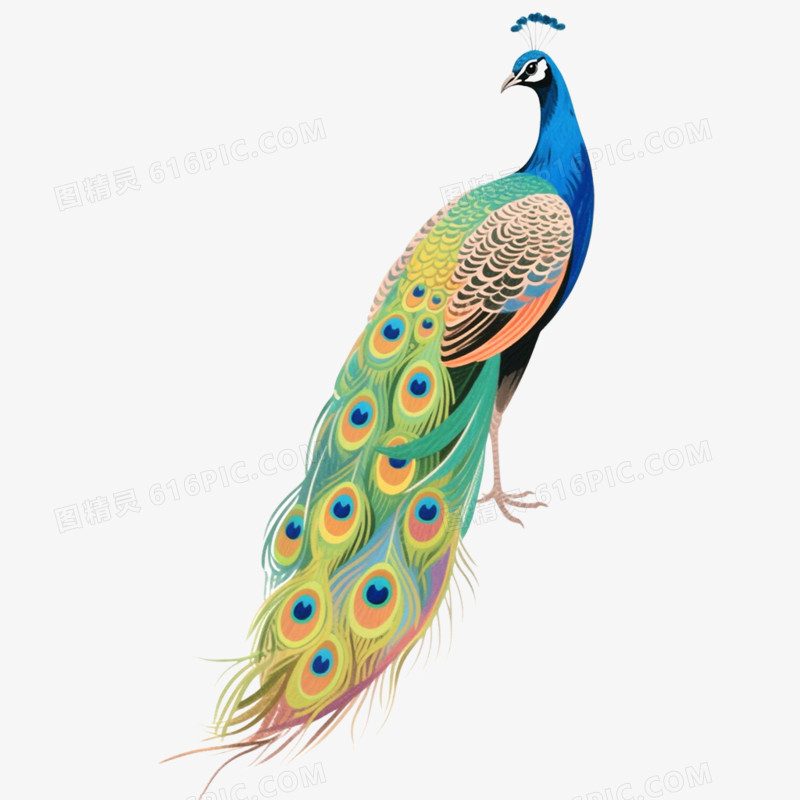 手绘精美插画动物孔雀免抠元素