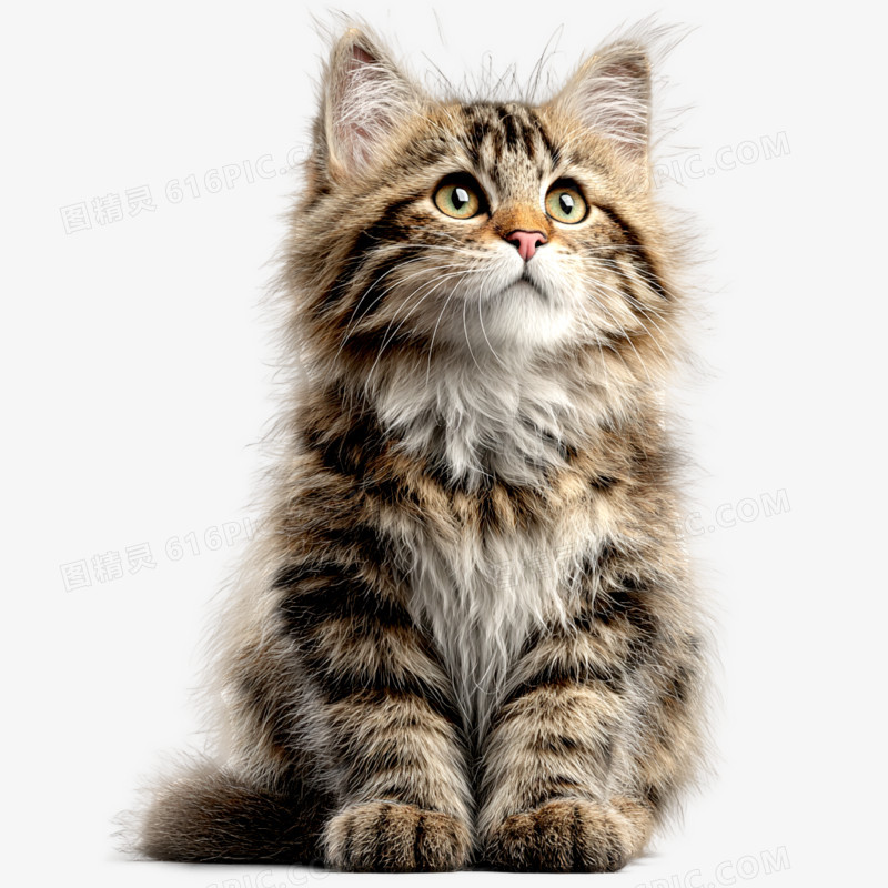 实拍高清摄影宠物猫免抠元素