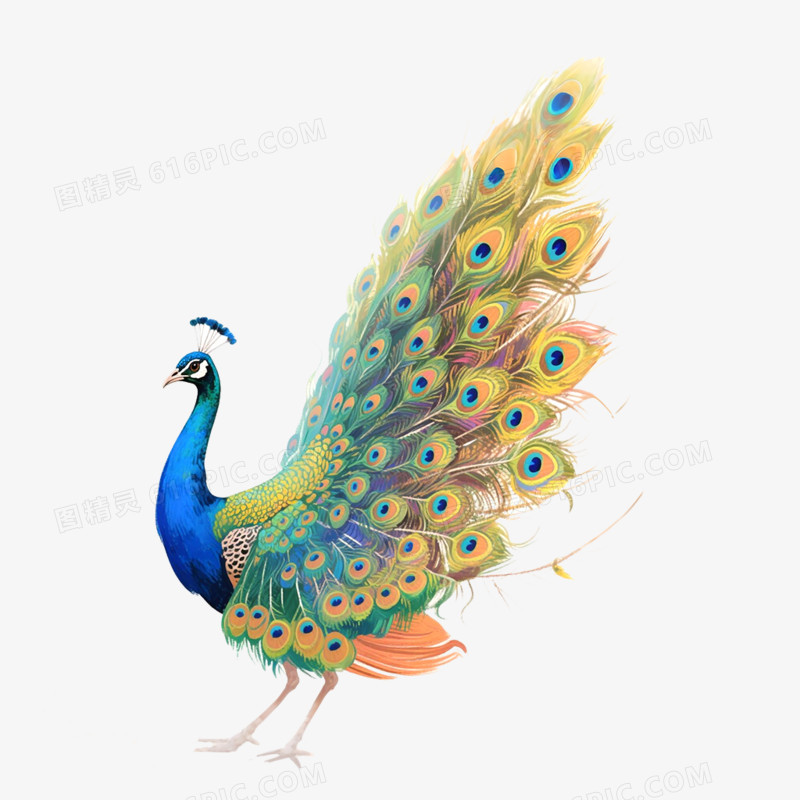 手绘精美插画动物孔雀免抠元素