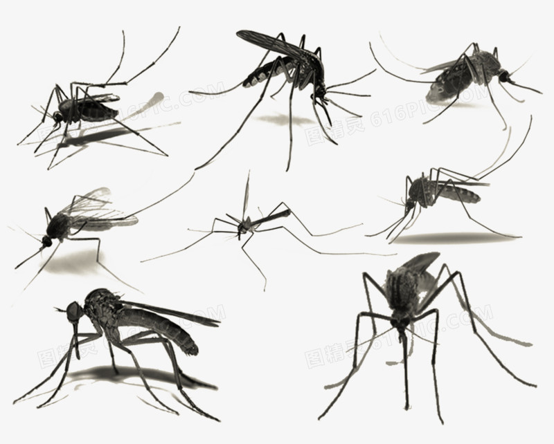 水墨画蚊子图片免费下载_png素材_编号18mid3dyk_图