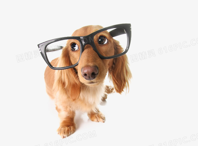 戴眼镜的小狗素材图片